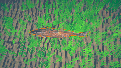 Wiggling Fish